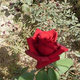 �����, ���������, 54 ����