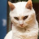 ���� ���������, ��������, 37 ��� - ��������� 15 ������� 2023 � ������ ���� ����������