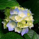  Anna, , 29  -  27  2022    