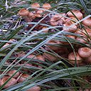 ���� ))) ����, ���������, 45 ��� - ��������� 15 ������� 2022 � ������ ���� ����������