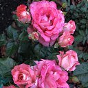 ���� ����, ���������� - ��������� 4 ���� 2022 � ������ ���� ����������