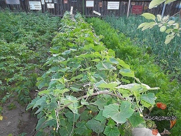 ВСЕ ЧТО НУЖНО ЗНАТЬ ОБ ОГУРЦАХ! !!!ШПАРГАЛКА НА ЛЕТО!!! 6 СОВЕТОВ, ОТ ВСЕХ БОЛЕЗНЕЙ ОГУРЦОВ! 1. ... - 2