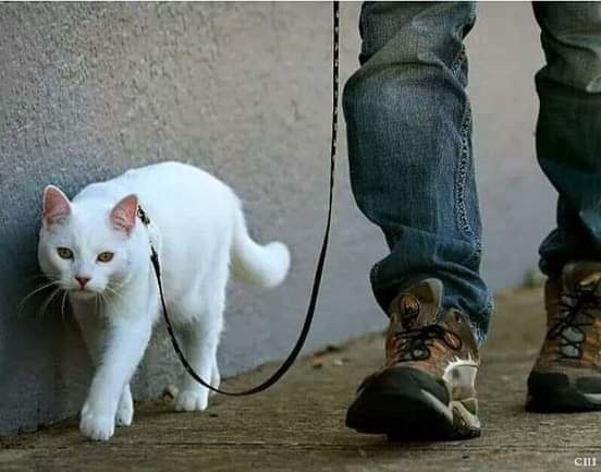           ,     .   ...