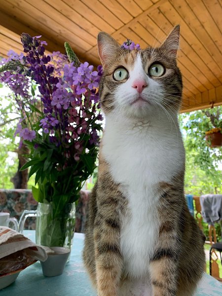 #Безкота_добро.Из грязного уличного котёнка в элегантную домашнюю красотку. Любовь и забота творят ... - 2