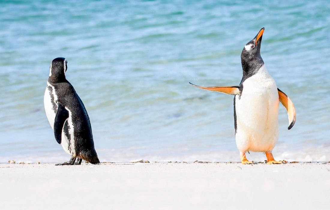   Comedy Wildlife Photo Awards.. ,     ... - 7