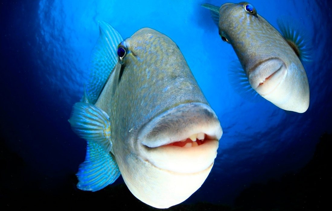   Comedy Wildlife Photo Awards.. ,     ... - 5