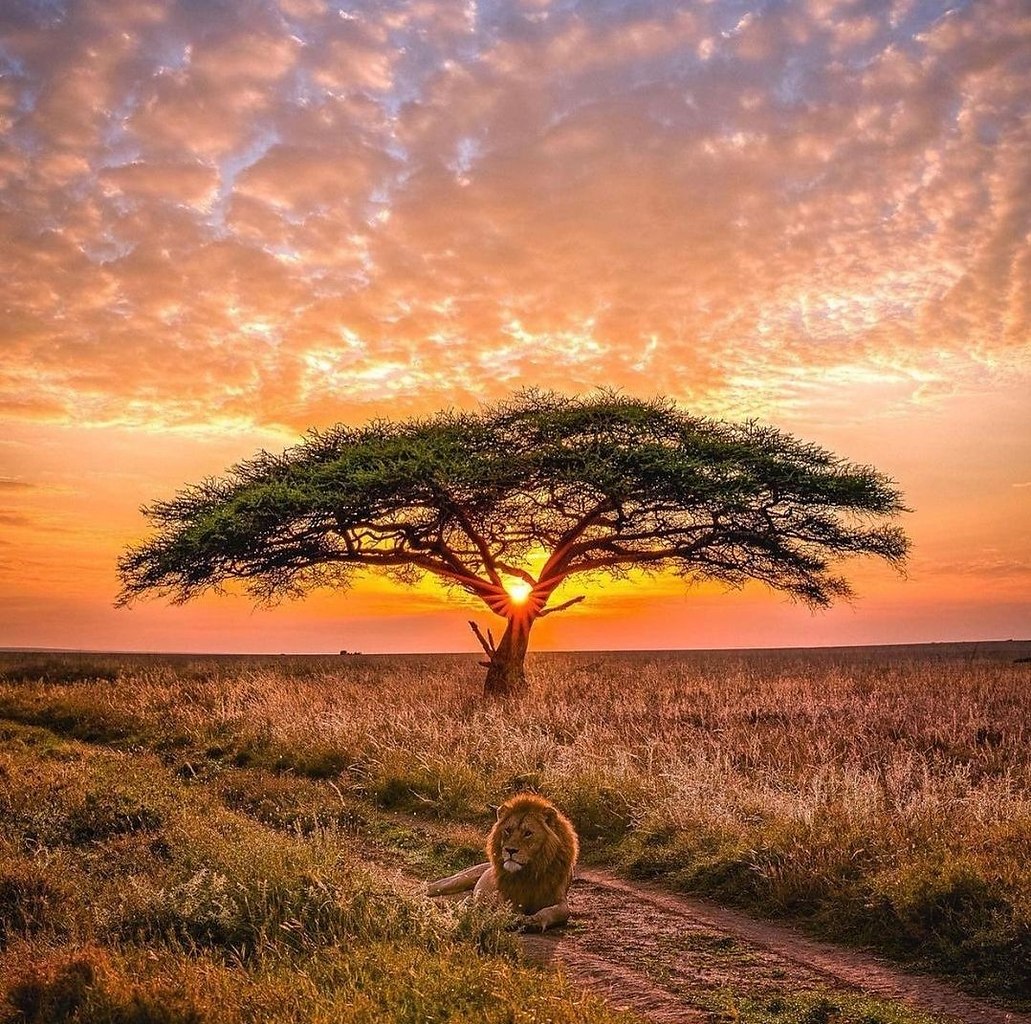 Serengeti National Park. Tanzania.