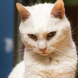 ���� ���������, ��������, 37 ��� - ��������� 15 ������� 2023