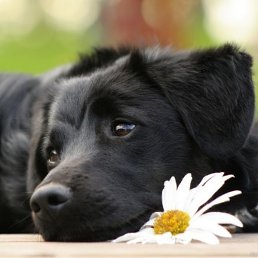 ������, ������������, 69 ���