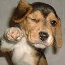  Dog, , 66  -  8  2022    
