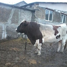 ������, ����, 22 ����