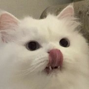 , 29 , 