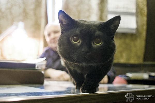 ЧЕТЫРЕХЛАПЫЕ МАТРОСЫ.Мало кто знает, что на большинстве кораблей Военно-морского флота России ... - 2