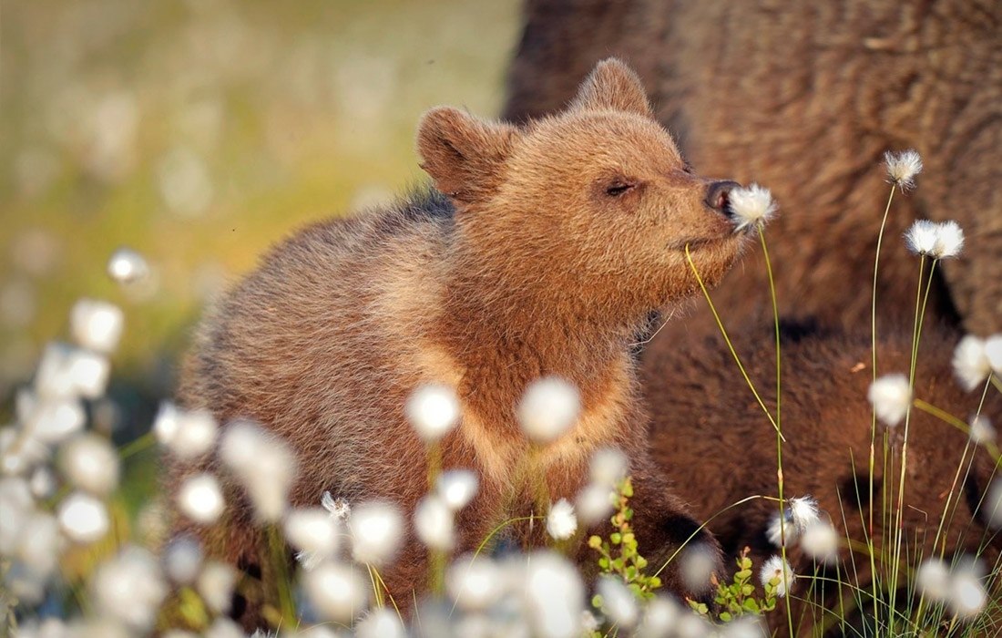   Comedy Wildlife Photo Awards.. ,     ... - 6