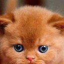 ���� �����, �����������, 54 ���� - ��������� 18 ������� 2022