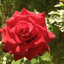 Guldana, , 54 