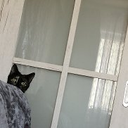 , 37 , 