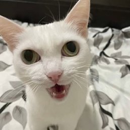 ������, �������-���������, 26 ���