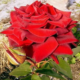 ���� Roze, ������, 62 ���� - ��������� 25 ������� 2022