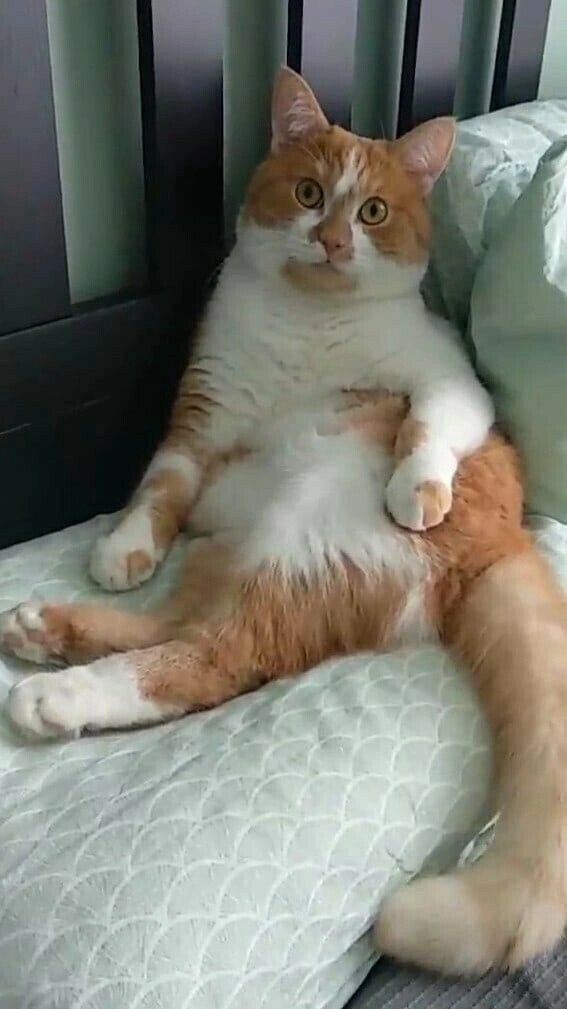 -   -   ?