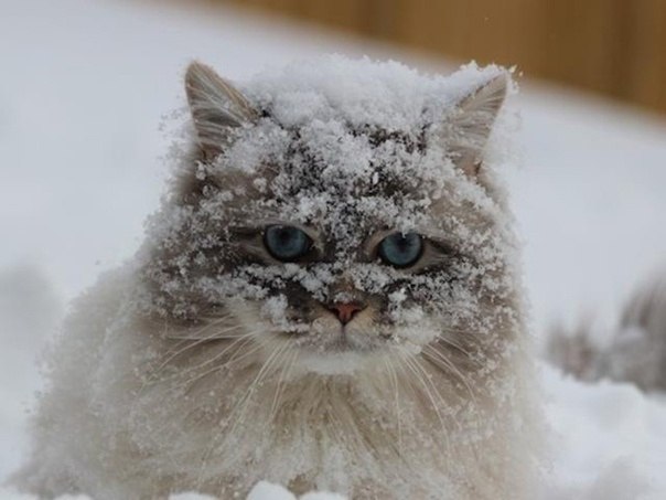  , .... !... - 4