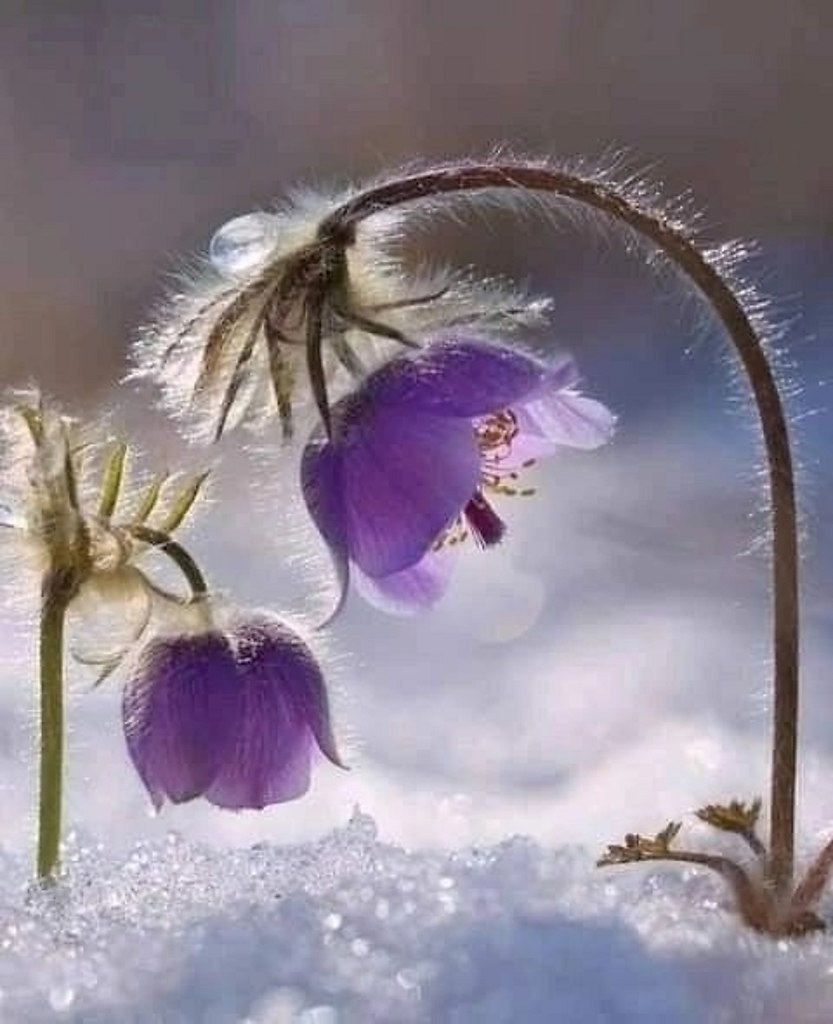 Февраль... А где -то тихонько под снегом... Дышит Весна...!)