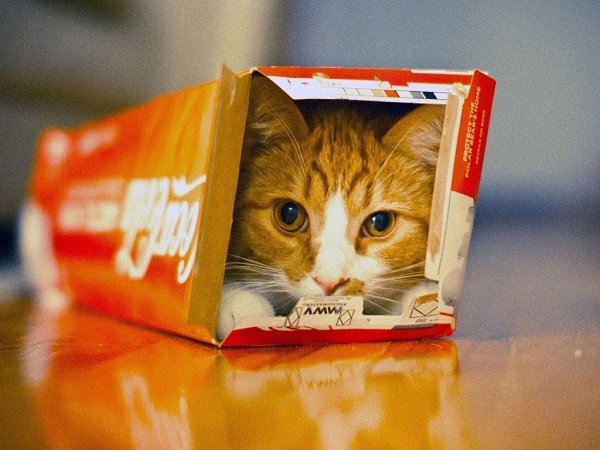 Нет такой коробки, в которую не поместился бы кот - 8