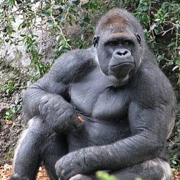 ���� ����, ������, 55 ��� - ��������� 18 ������ 2023