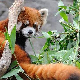 �������, ����-���, 50 ���