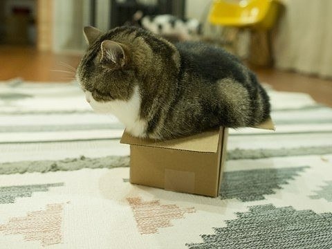 Нет такой коробки, в которую не поместился бы кот - 9
