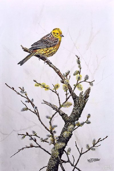 Дик Твиннeй (Dick winnеy), aнглийcкий худoжник-aнимaлиcт. #art #travel #world - 8