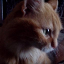 �����, ����������, 56 ���