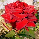 ���� Roze, ������, 63 ���� - ��������� 25 ������� 2022