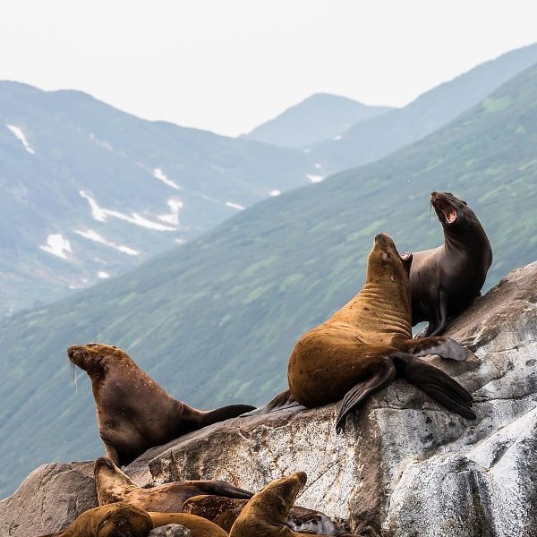 ������� ��������