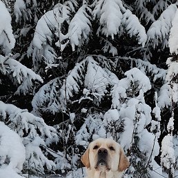 Vova, ������ ��������, 50 ���