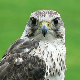 Vladimir, ��������, 61 ���