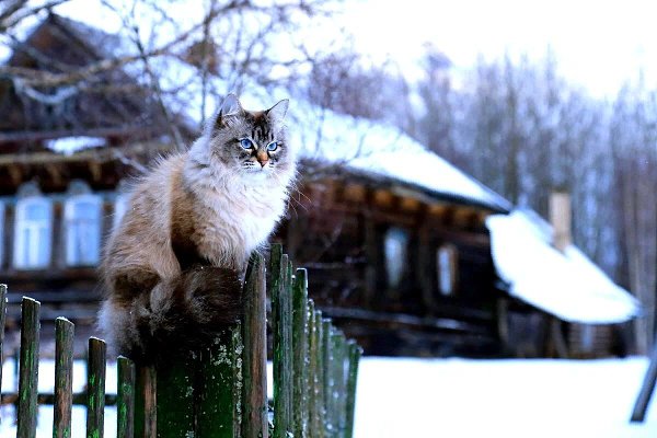 Котофей Иванович.В семье Нины Ивановны к котам и кошкам было очень трепетное отношение. Они их ...