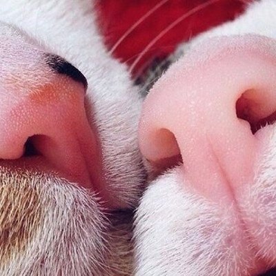 Просто кошачьи носики. Никаких цитат, музыкальных подборок, никакого тонкого юмора и социальной ... - 4