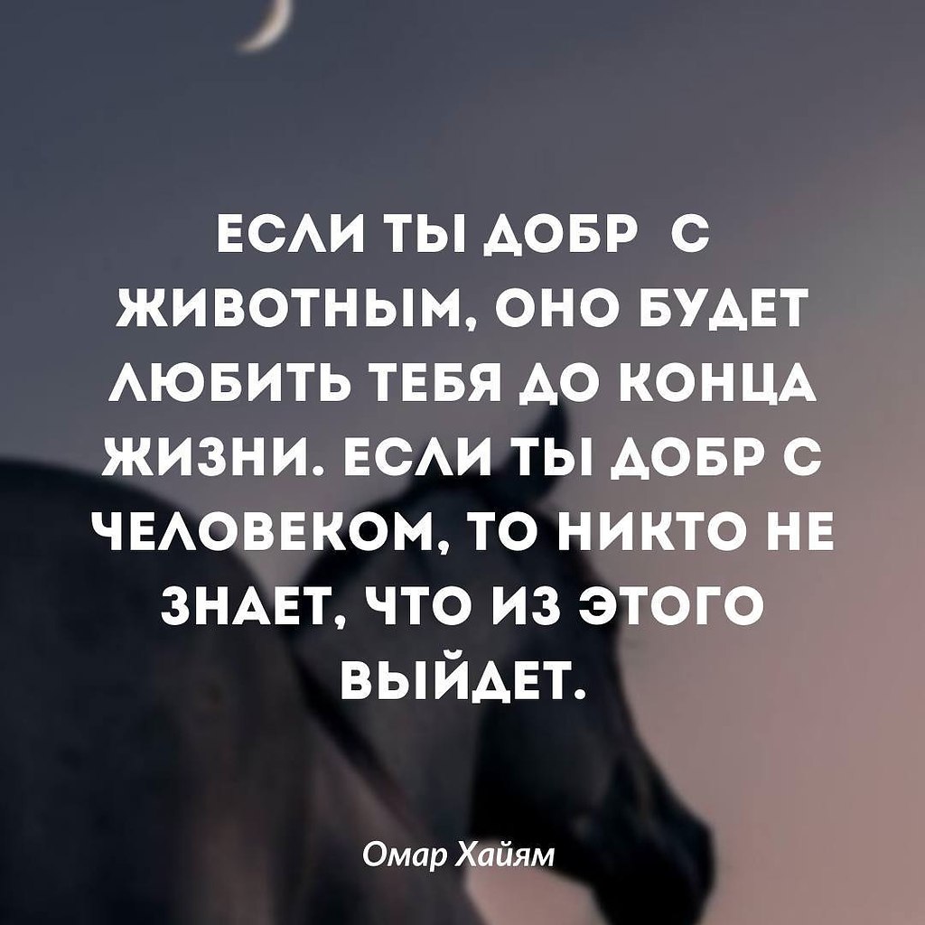 У животных нет такого, чтобы отомстить или сделать больно, у ... | Омар  Хайям и другие великие философы | Фотострана | Пост №2430495935