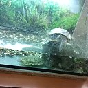 ���� ���������, �����, 30 ��� - ��������� 17 ���� 2022