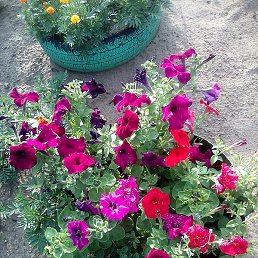 ����, ������, 68 ���