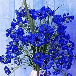 �������, ������, 56 ���