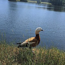 Leva, ������, 24 ����