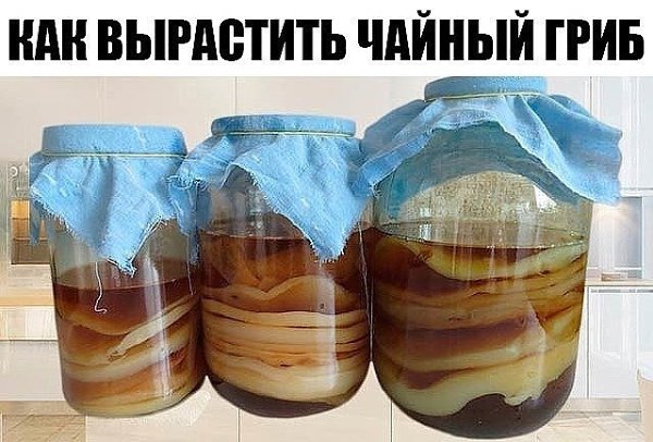 Как вырастить чайный гриб с нуля.Выращивание гриба из черного чая Если чайный гриб нужен вам лишь ...