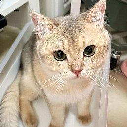 Nazarbek, �����, 26 ���