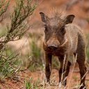  Vladimir, , 47  -  19  2023    