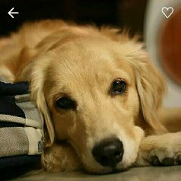 ���� Dog, �����, 21 ��� - ��������� 25 ������ 2022