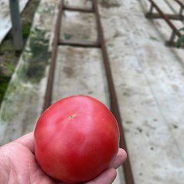 Balex, ������, 38 ���