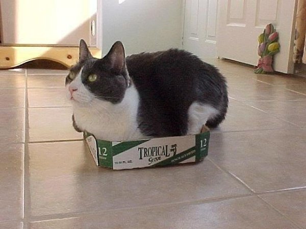Нет такой коробки, в которую не поместился бы кот - 6