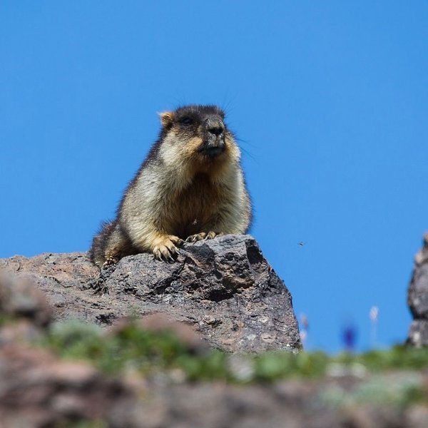 ������� �������� - 3